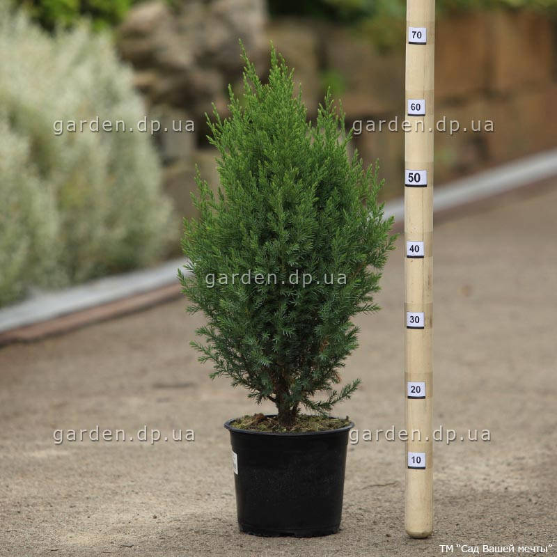 

Можжевельник китайский 'Stricta' в 3-литровом контейнере