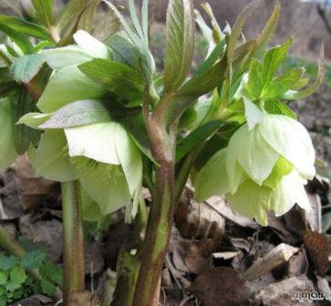 

Морозник ( розовый, белый, бордовый, жёлтый, салатовый ) 3года