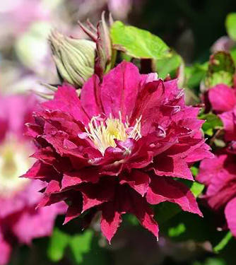 

Клематис Red Star