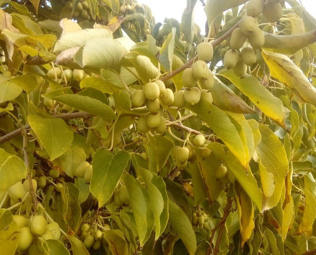 

Саженцы актинидии аргута Киевская крупноплодная (женская)