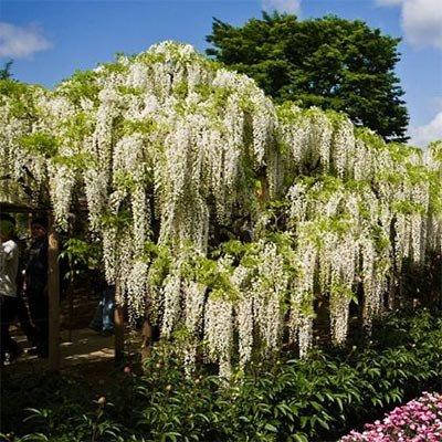 

Вистерия (глициния) Longissima Alba (саженцы)