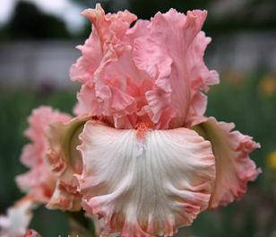 

ИРИС CORAL DREAMS