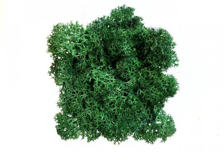 

Стабилизированный мох, Grass Green 100 г