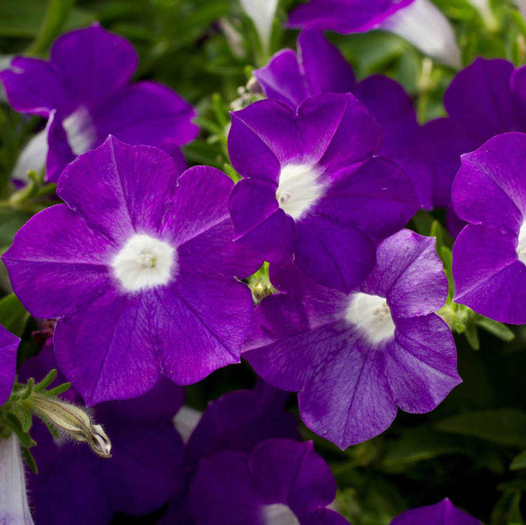 

Рассада петунии Blanket Violet фиолетовая d12cм