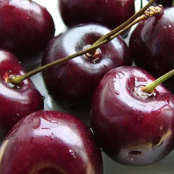 

Черешня Мелитопольская