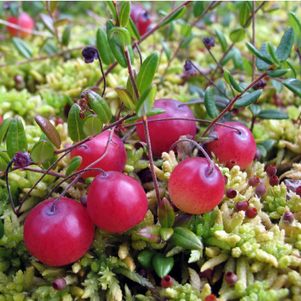 

Пилигрим - 1 - летний саженец клюквы в горшке