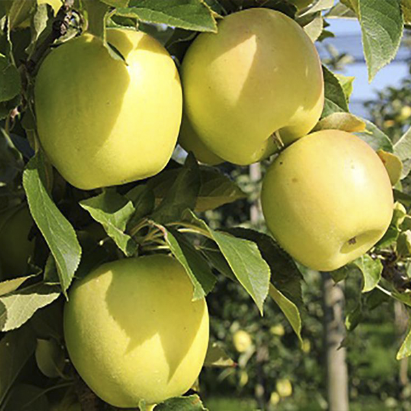 

Саженцы яблони «Опал» - 2-летний