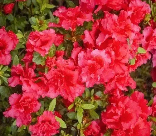 

Азалия marushka