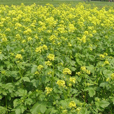 

Семена Горчицы желтой сидерат