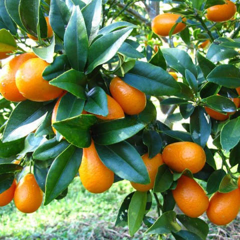 

Саженцы кумквата Маргарита (Fortunella Margarita)