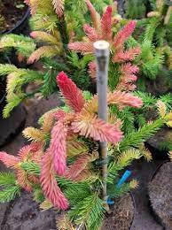 

Picea abies Vastergotland