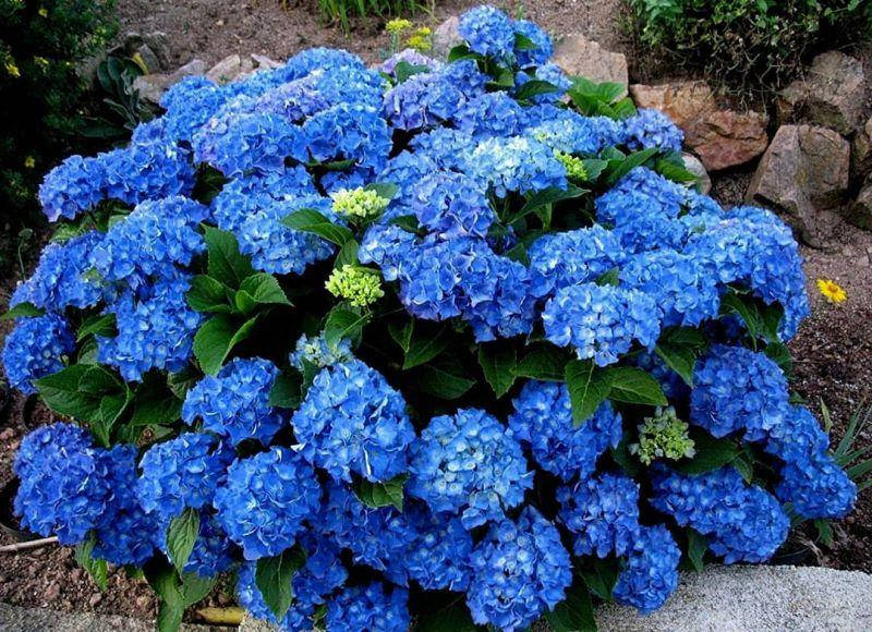 

Гортензія крупнолиста Jip Blue