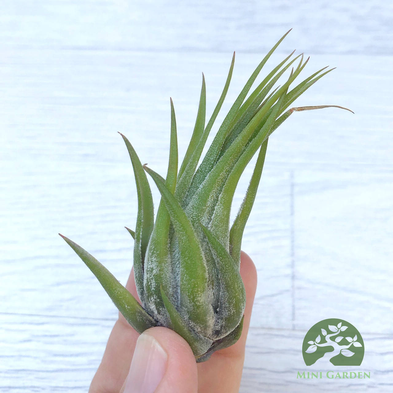 

Тилландсия атмосферная Цирсината (Tillandsia Circinata)