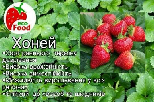 

Сорт Хоней
