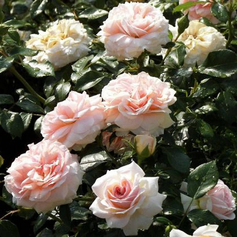 

Гарден оф Роузес (Garden of Roses)