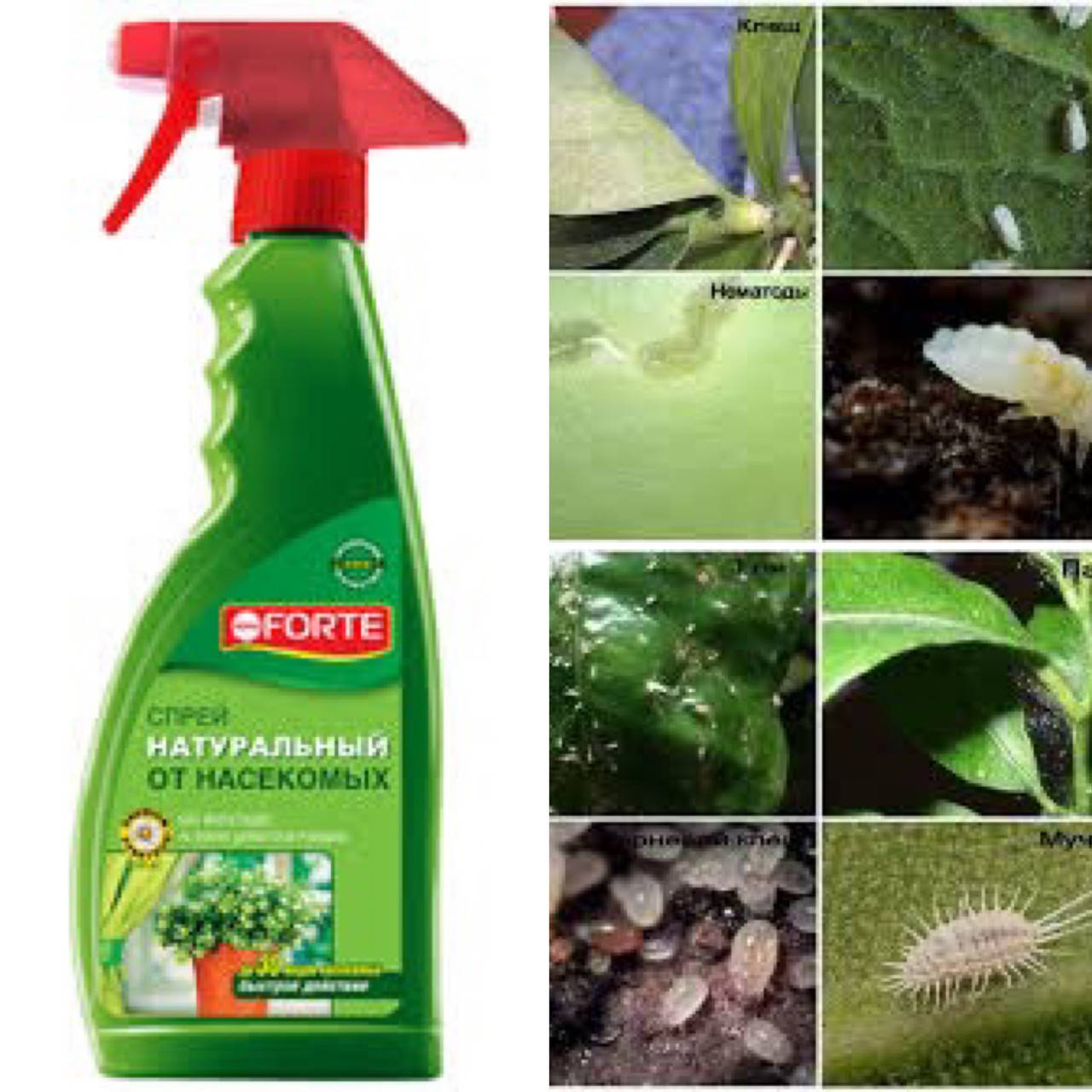 

Бона форте Bona forte спрей от вредителей (клещей, трипсов)