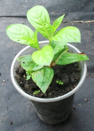 

Вейгела цветущая Wings of Fire (Вингс оф Файер). Укорененные черенки в контейнере Д5.