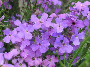 

Маттиола 1 г