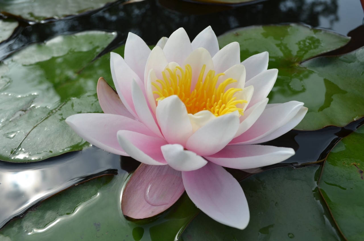 

Нимфея Marliacea Carnea" розовая