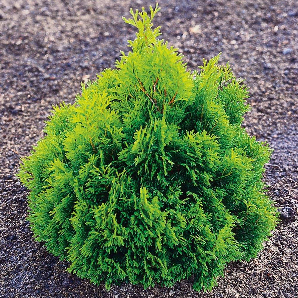 

Туя західна Miky 3 річна / Туя западная Мики / Thuja Miky