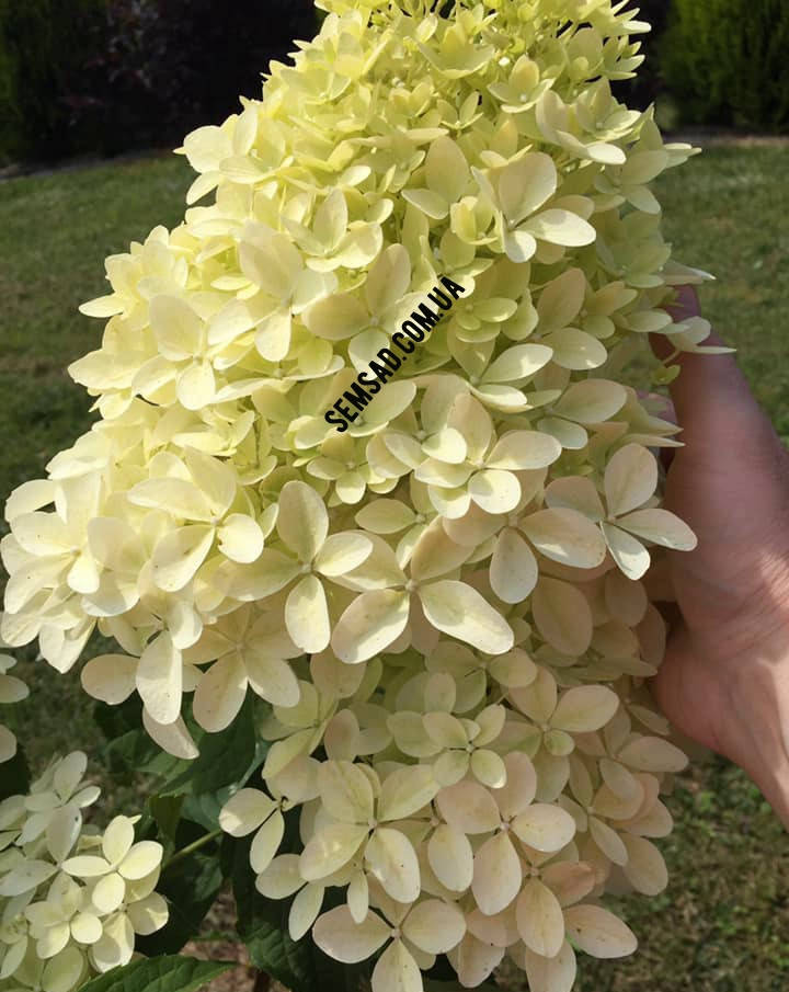 

Гортензия метельчатая Фантом \ Hydrangea paniculata 'Phantom' ( саженцы 2 года)