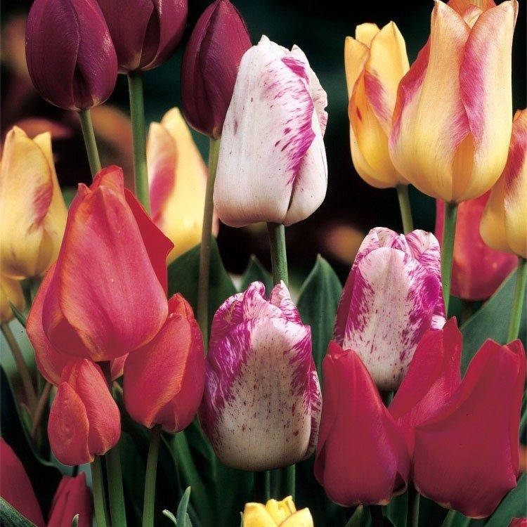 

Тюльпан Multiflowering Mix (луковицы) 15 шт