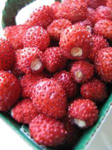 

Земляника альпийская Fragaria Красное чудо 10 сем
