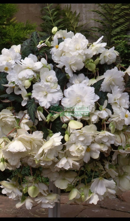 

Семена Бегония Sun Dancer White 5 шт PanAmerican, Белый