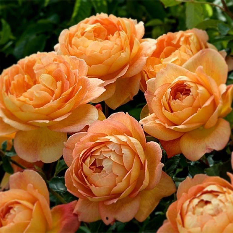 

Роза Леди оф Шалот. (Lady of Shalott) АНГЛ.