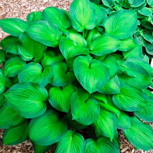 

Хоста Midwest Magic корневище