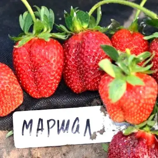 

Клубника "МАРШАЛ" (ОКС) / Урожайный крупноплодный сорт среднераннего срока созревания / Саженцы