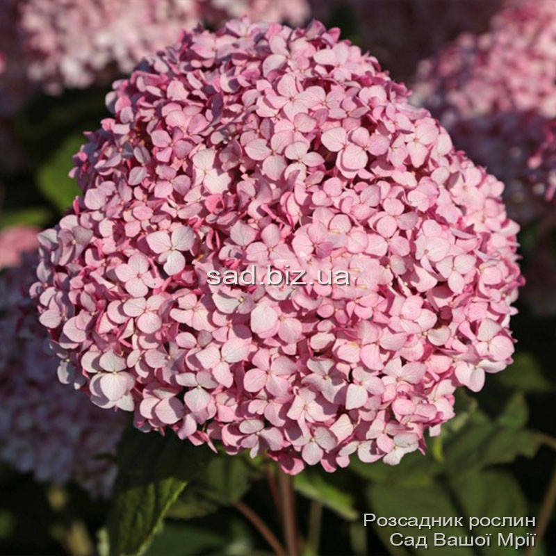 

Гортензия древовидная 'Magical Pinkerbell'®. Контейнер 3 л