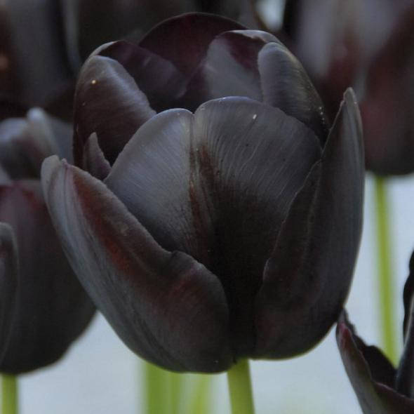 

Тюльпан триумф Блэк Джек (Tulip Black Jack), Черный