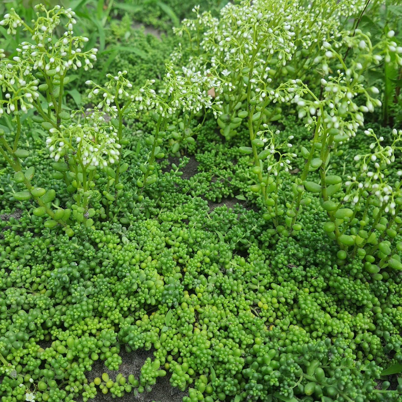 

Очиток (седум) белый Хлоротикум (Sedum album Chloroticum), ЗКС в горшках 0.5 л