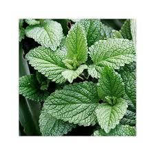 

Мята сперминт