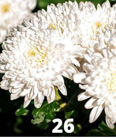 

Хризантема веточная (черенок) Рефлекс №26