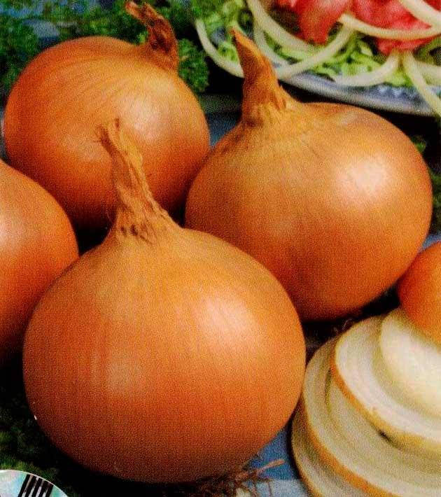 

Лук Дайтона F1 1000 сем