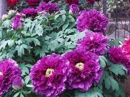 

Пион древовидный Lilac Рaeonia suffruticosa, Розовый