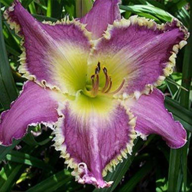 

Лилейник Face of the Stars (саженцы)