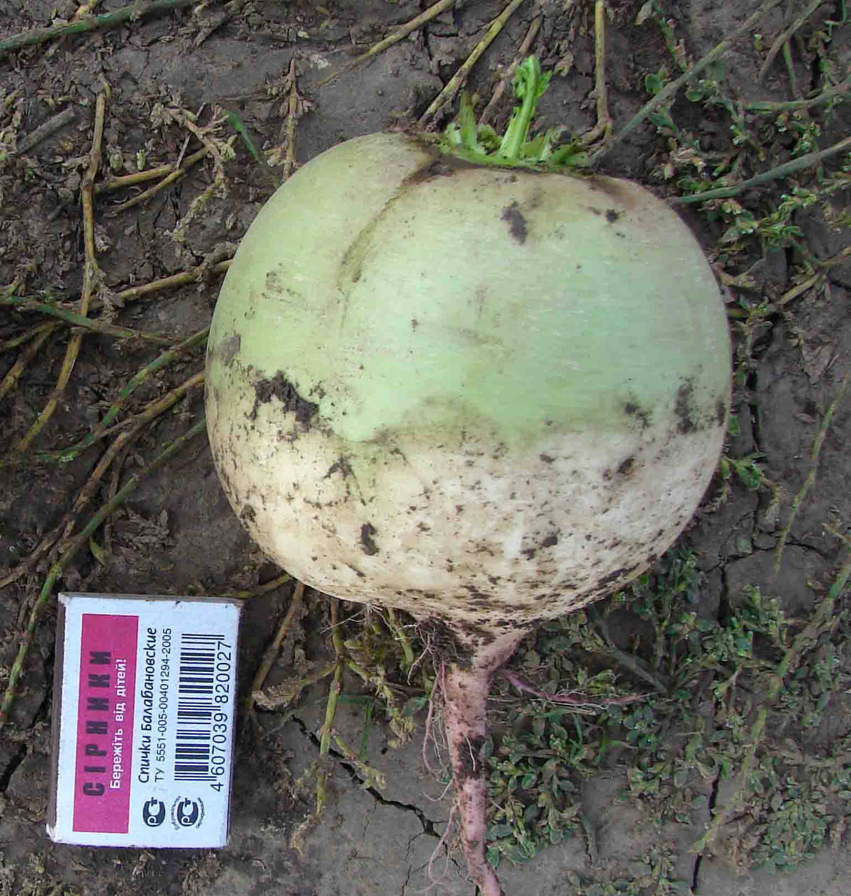 

Семена японской редьки Ред Мит 100 грамм Takii Seeds