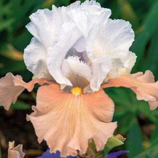 

Ирис бородатый Champagne Elegance (корневища)