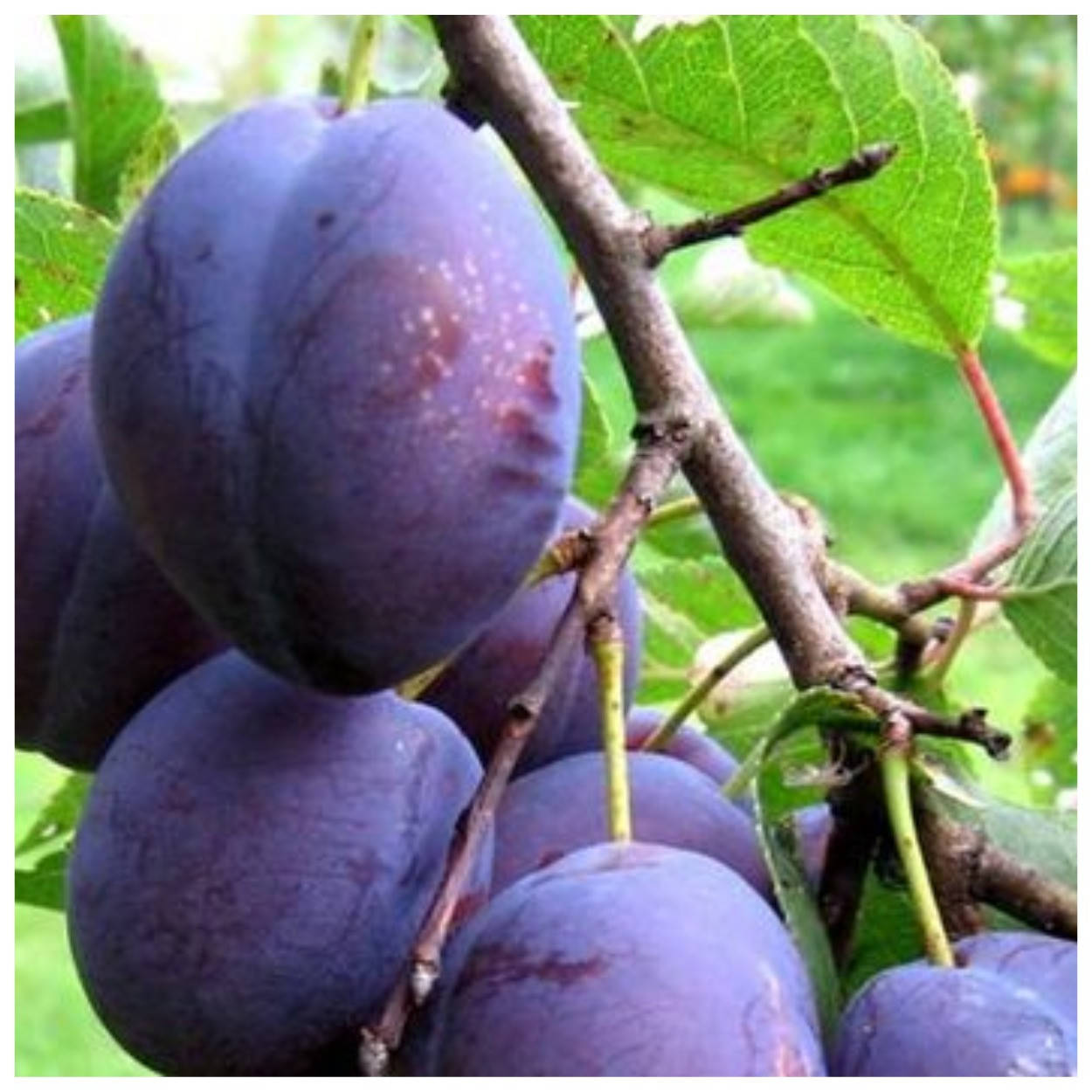 

Слива Венгерка Донецкая (ранняя)