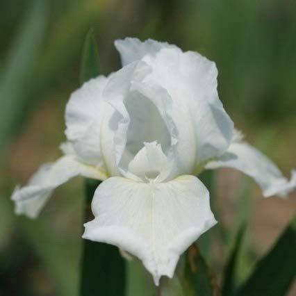 

Ирис Pumila White Gem (корневища)