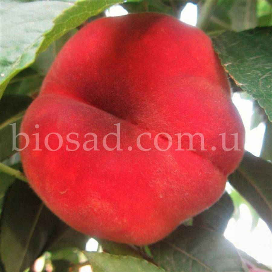 

Персик Инжирный Пинк Ринг (Pink Ring), (Platifortwo)