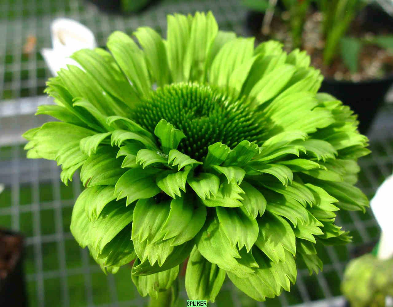 

Эхинацея Грин Джевел (Green Jewel)