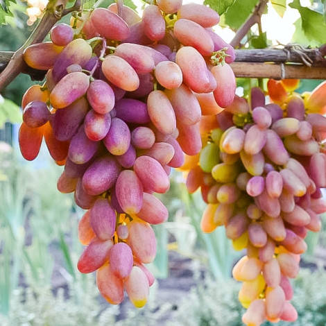 

Саженцы винограда "ПРЕОБРАЖЕНИЕ"