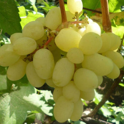 

Саженцы винограда "ЛАНДЫШ"