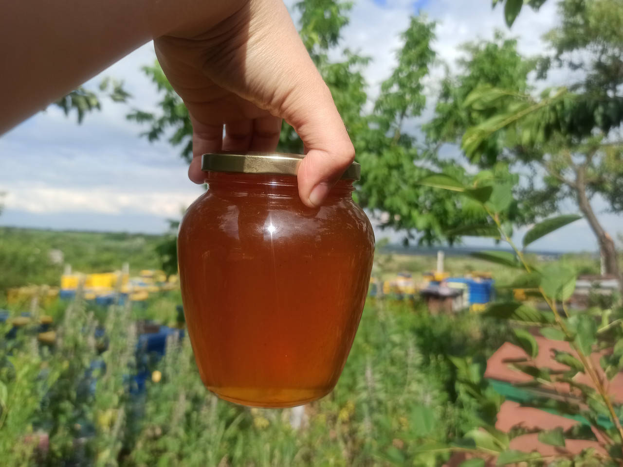 

0,7 л (1 кг) Мед Майский: маслина, акация, разнотравье