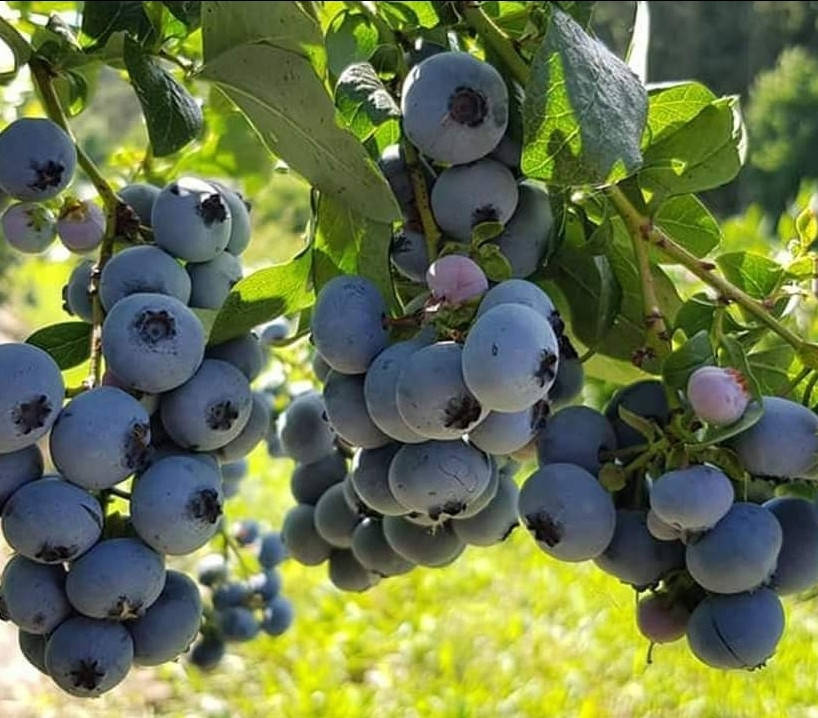 

Нельсон саженцы голубики в конт.3л