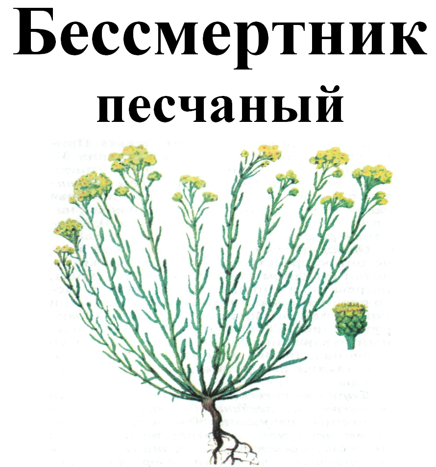 

Бессмертник песчаный (цмин, соломенный цвет, златоцвет), цвет сушенный, 40 грамм